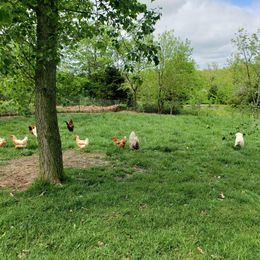 Border Collie, Bordoodle, and Maremma Sheepdog Puppies from 2J 2K Border Collies