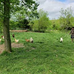 Border Collie, Bordoodle, and Maremma Sheepdog Puppies from 2J 2K Border Collies