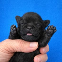 Jovi - Brindle male Shih Tzu puppy in Tallahassee, Florida from Bows and Bow Ties