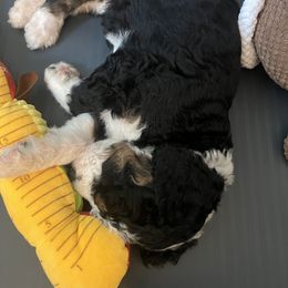 Bernedoodle Puppies from Lovey Dovey Bernedoodles