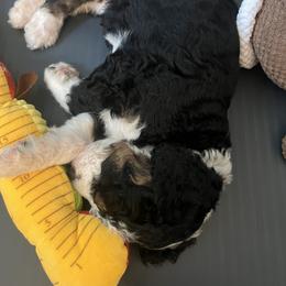 Bernedoodle Puppies from Lovey Dovey Bernedoodles