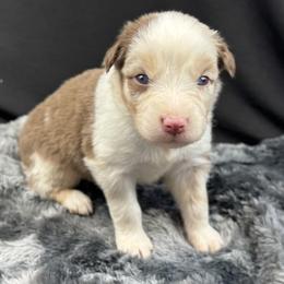 Girl 2: Milan - Red merle female Australian Shepherd puppy in Volant, Pennsylvania from Addie's Aussies
