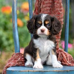 Pepper - Chocolate male Cavalier King Charles Spaniel puppy in Sugarcreek, Ohio from Chocolate Cavalier