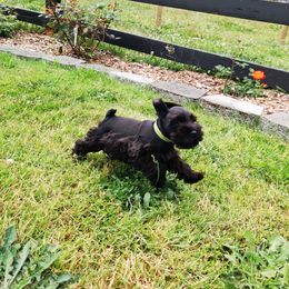 Miniature Schnauzer Puppies from Barenaba Schnauzers