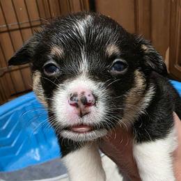 Quinns Boy 3 - Black and tan male Pembroke Welsh Corgi puppy in Middleburg, Florida from Mulkeys Little Corgis