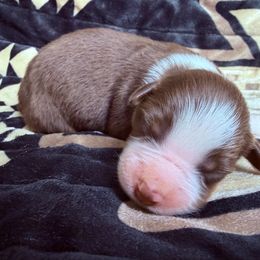 Girl 3-Red Tri - Red tri-color female Australian Shepherd puppy in Mayfield, Kentucky from Hamilton Farms