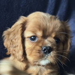 Gracie - Ruby female Cavalier King Charles Spaniel puppy in Jersey Shore, Pennsylvania from FairHawk Downs