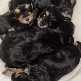 Miniature Schnauzer puppies from K&K Precious Tx schnauzers