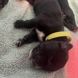 Green Boy - male Golden Mountain Dog puppy in Colorado Springs, Colorado from Bastian Mountain Dogs