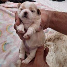 Shih Tzu Puppies from N.F.S.T Imperial ShihTzu Puppies.