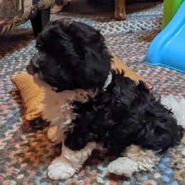 Havanese Puppies from Endearing Havanese