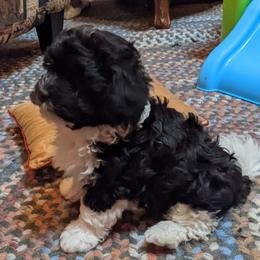 Havanese Puppies from Endearing Havanese