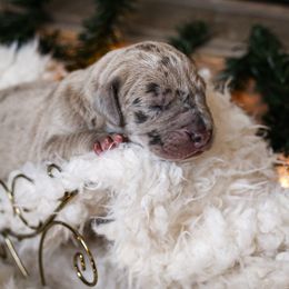Great Dane Puppies from Pepper Mae Danes