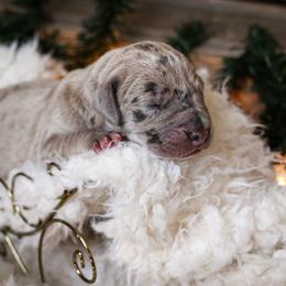 Great Dane Puppies from Pepper Mae Danes