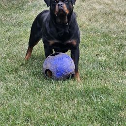 Mazy - Rottweiler