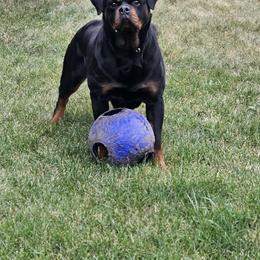 Mazy - Rottweiler