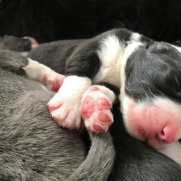 Border Collie puppies from Astoria Canines