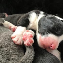 Border Collie puppies from Astoria Canines