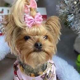 Yorkshire Terriers from Kelly Stewart's Yorkshire Terriers