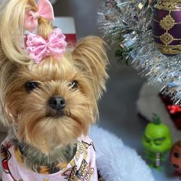 Yorkshire Terriers from Kelly Stewart's Yorkshire Terriers