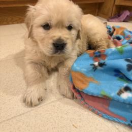 Bernie - Light golden male Golden Retriever puppy in Grant County, Indiana from On The Sunny Side Pavey Farms