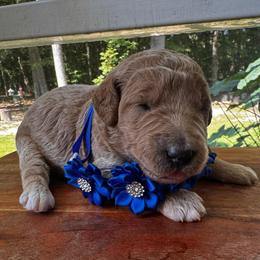 Cheer Bear - Apricot female Goldendoodle puppy in Camden, North Carolina from Oopsie Doodles of NC