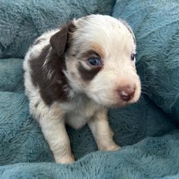 Cowboy - Red merle male Miniature Australian Shepherd puppy in Greensboro, North Carolina from Mike & Josh- Small Mini/Toy Aussies