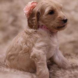 Goldendoodle Puppies from Hogan Family-Raised F1b Gooldendoodles