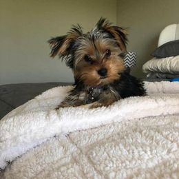 Yorkshire Terrier All Grown Up from Debbie's Yorkies