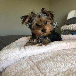 Yorkshire Terrier All Grown Up from Debbie's Yorkies