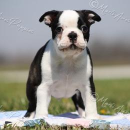 AKC 'Barkley' - Black and white male Boston Terrier puppy in Lamar, Missouri from Marti Acres ~ Boston Terrier & Beagles