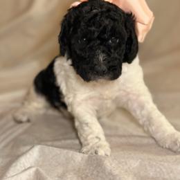 Dakota - Parti female Goldendoodle puppy in Saint Louis, Missouri from Jax Doodles