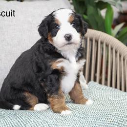 Biscuit - Tri-color male Bernedoodle puppy in Spencerville, Indiana from Gentle Giant Bernedoodles