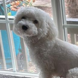 Jemma - Bichon Frise