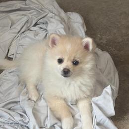 Miley Spice - Cream parti female Pomeranian puppy in Wimauma, Florida from Bella's Babies