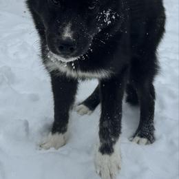 Elijah - Black and white male Siberian Husky puppy in Mechanicsville, Virginia from Shinko Siberians