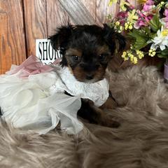 Shorkie Puppies from Shorkies R Us Breeding