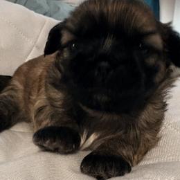 Boy 1 - Sable and white male Shih Tzu puppy in Kingsland, Georgia from Shih-tzu Dynasty