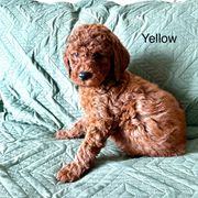 Yellow - Red female Irish Doodle puppy in Bloomfield, Iowa from Schooley Doodles