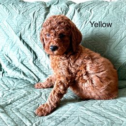 Yellow - Red female Irish Doodle puppy in Bloomfield, Iowa from Schooley Doodles