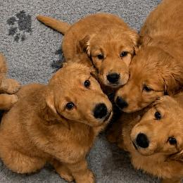 Golden Retrievers from Golden Roots Retrievers