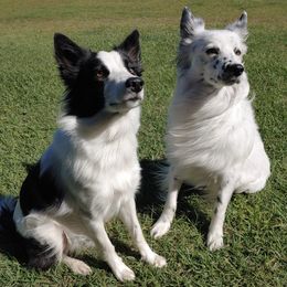 Border Collies from High Drive Border Collies