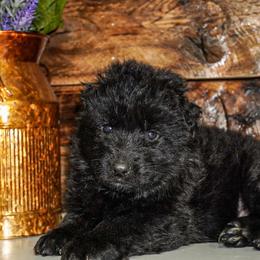 Cream Collar - Black female German Shepherd puppy in Howell, Michigan from Sheyenne Buentello's German Shepherds