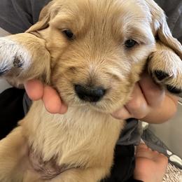 Boy 2 - Golden male Golden Retriever puppy in Shingle Springs, California from Sun Ridge Goldens