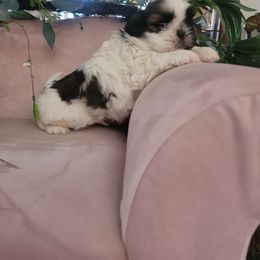 Astroid - Tricolor male Shih Tzu puppy in Ontario, Oregon from Keeper of the Stars