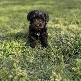 ChocolateBambi - Brown female Schnoodle puppy in Quitman, Texas from Wright Doodles