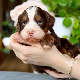 Fudge - Brown and white male Bernedoodle puppy in Salado, Texas from Red Ranch Dogs