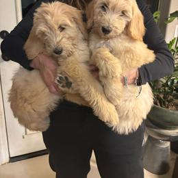 Paris - Cream female Goldendoodle puppy in Tucson, Arizona from Cheryl's Goldendoodles