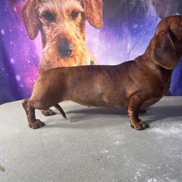Lady - Dachshund