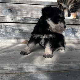 Samuel - Black and silver male Miniature Schnauzer puppy in West Point, Nebraska from Canyon Rose Schnauzers